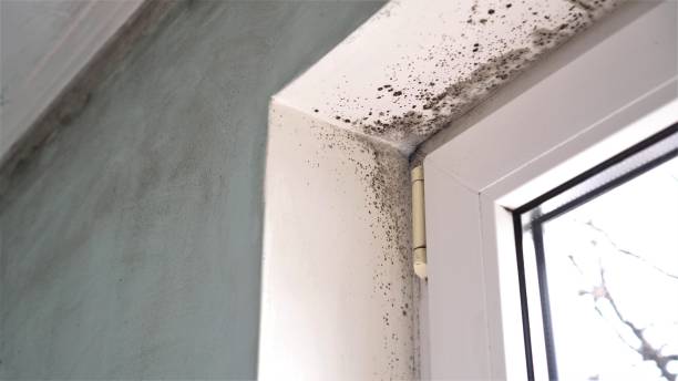 Environmental Consulting for Mold Prevention in Havre, MT