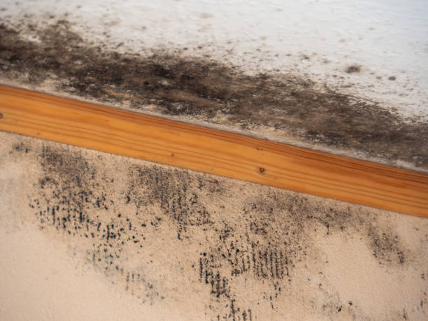 Best Water Damage & Mold Remediation  in Havre, MT