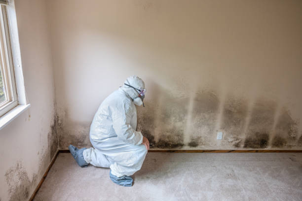 Best Mold Odor Removal Services  in Havre, MT